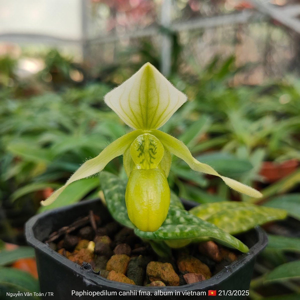 toanrom3198's tweet photo. A paphiopedilum canhii fma. album https://t.co/pTAfihYg0T