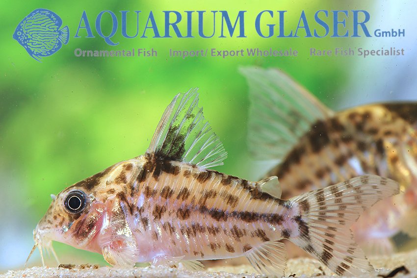 aquariumglaser's tweet photo. #Brochis sp. #C156 #Rio #Purus
find more details and pics @ https://t.co/kgExUnuDLM https://t.co/0okNnA8keO