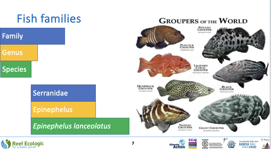 Reef Ecologic (@reefecologic) on Twitter photo Reef Conversations - All about Fish - an opportunity to share knowledge about the most common fish species observed in the GBR youtu.be/LplAasnay84?si… <a href="/gbrmarinepark/">Great Barrier Reef Marine Park Authority</a> <a href="/Science_Academy/">Australian Academy of Science</a> <a href="/WorldOceansDay/">World Ocean Day</a> <a href="/aims_gov_au/">Australian Institute of Marine Science</a> <a href="/CitSciOZ/">Australian Citizen Science Association</a> <a href="/CitSci/">CitSci</a> <a href="/FRDCAustralia/">FRDC</a> Reef Conversations - All about Fish - an opportunity to share knowledge about the most common fish species observed in the GBR youtu.be/LplAasnay84?si… <a href="/gbrmarinepark/">Great Barrier Reef Marine Park Authority</a> <a href="/Science_Academy/">Australian Academy of Science</a> <a href="/WorldOceansDay/">World Ocean Day</a> <a href="/aims_gov_au/">Australian Institute of Marine Science</a> <a href="/CitSciOZ/">Australian Citizen Science Association</a> <a href="/CitSci/">CitSci</a> <a href="/FRDCAustralia/">FRDC</a>