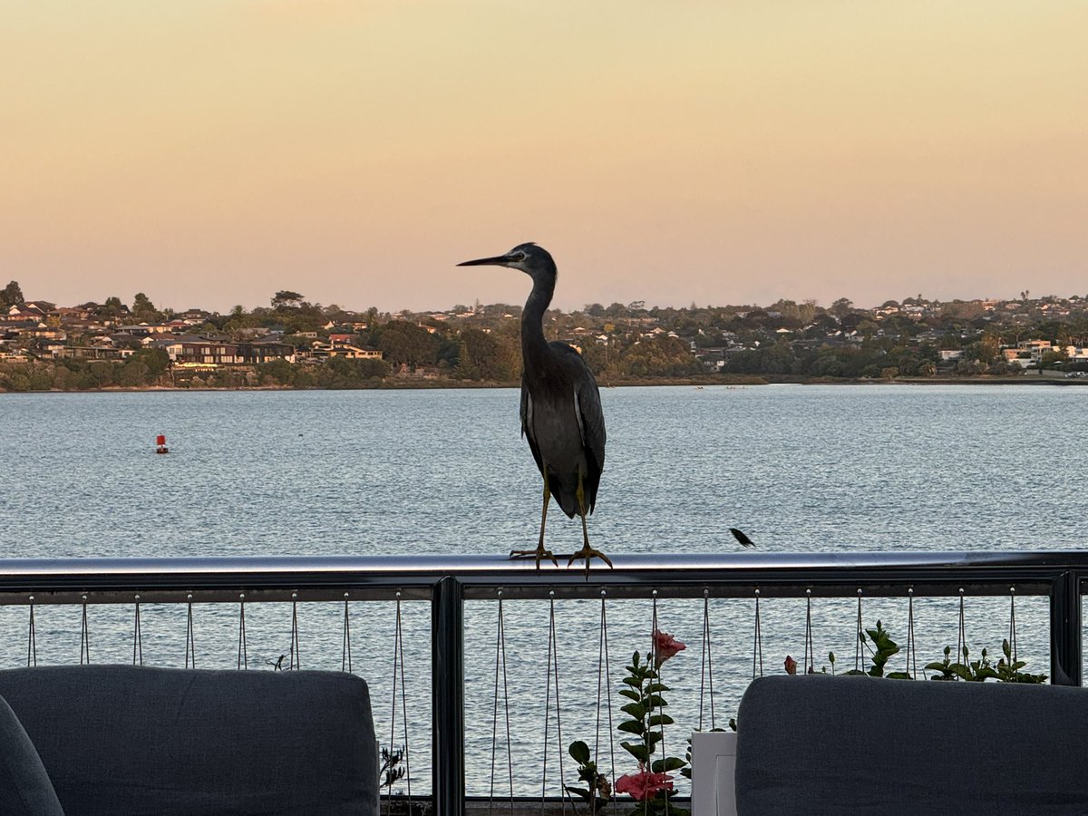 When your buddy drops by for a chat in the evening #cityliving #aucklandrocks