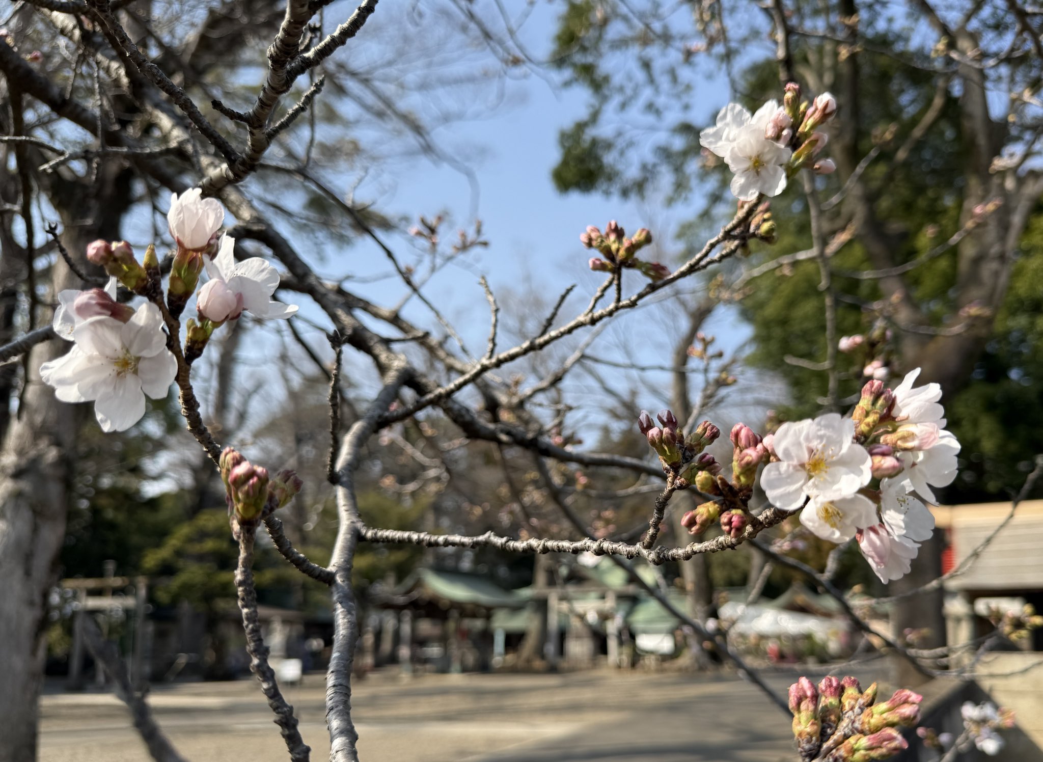 花冷え。　開花宣言 Amazon.co.jp: 花冷え。 開花宣言 : おもちゃ