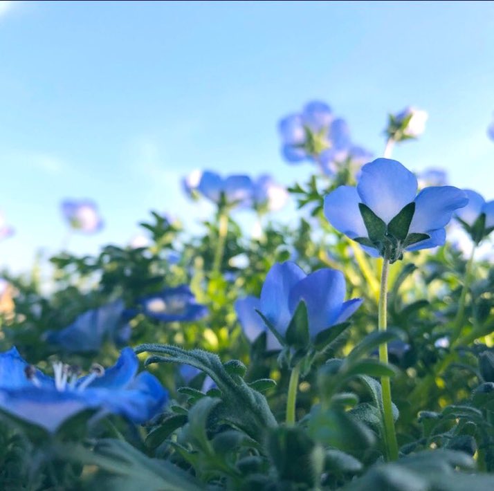 かおりん🌏 (@SmapTpamS) / Posts / X