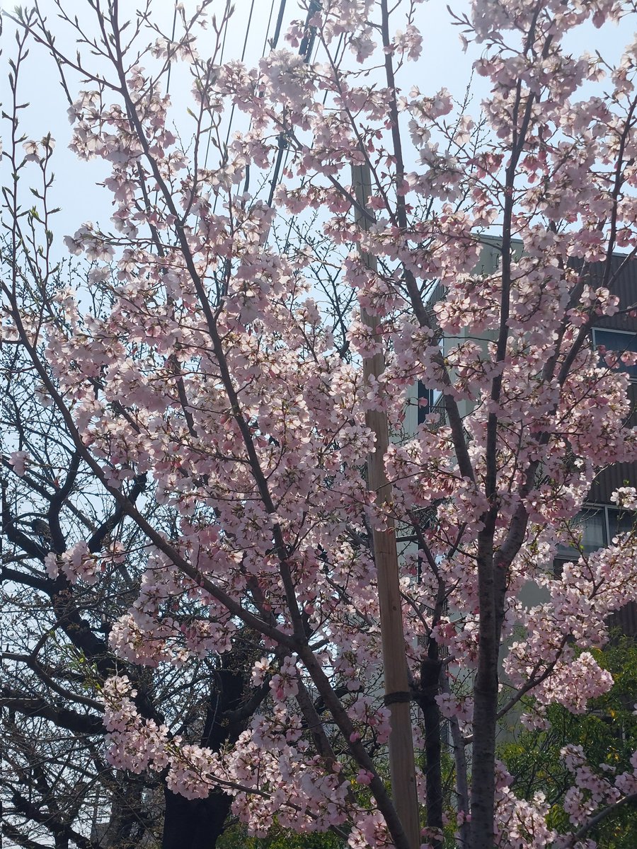 ojilemon's tweet photo. 春だねぇ～ https://t.co/0WHSw3NfXb