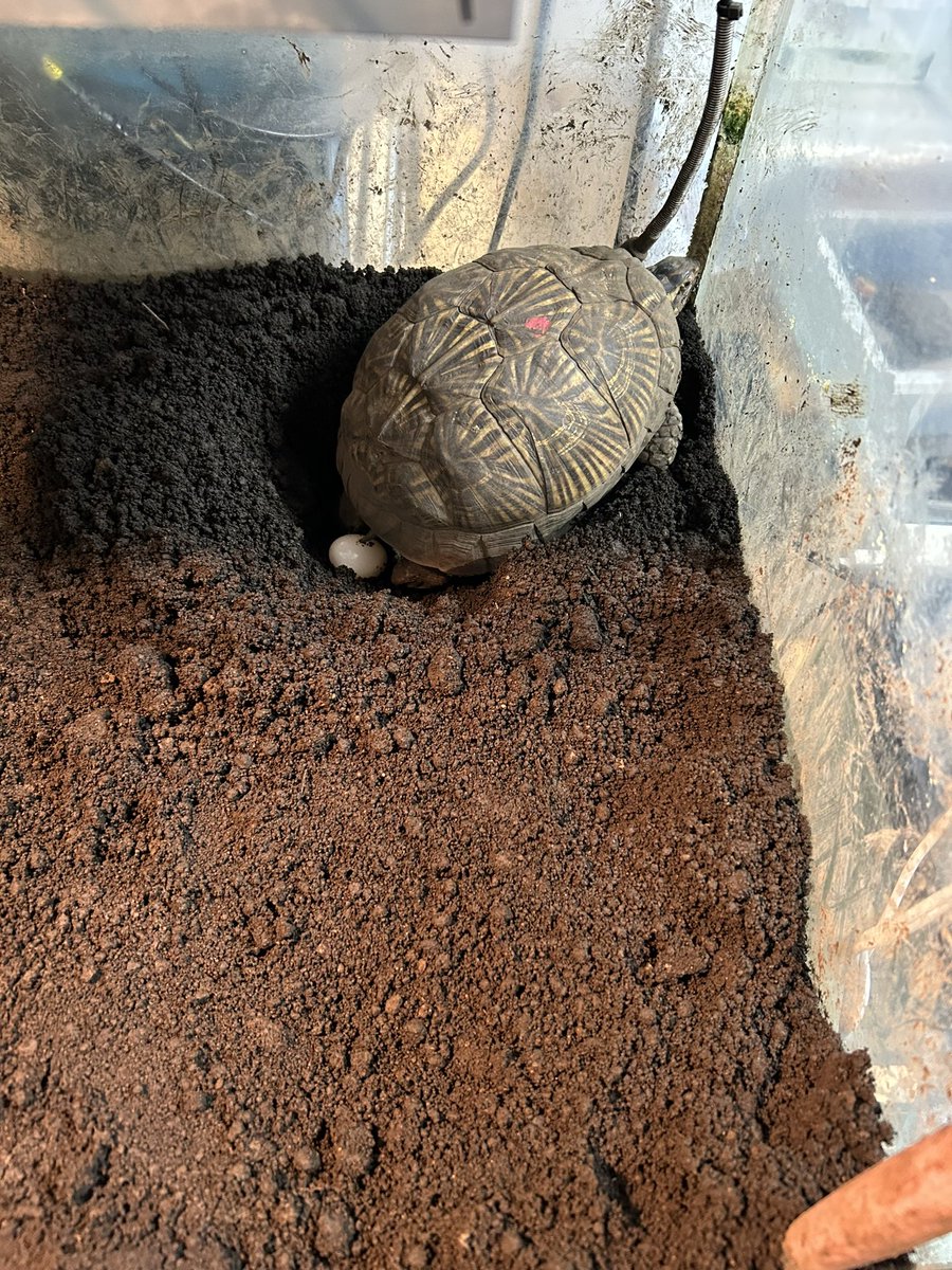 すっかり春になってしまった。
だいぶポストをサボってます。
先月から、フロリダ何頭か産卵しています。まもなくぶりくらの申し込みがはじまるみたいですので、しっかり世話をして、良い結果を残せるようにしたいと思います。