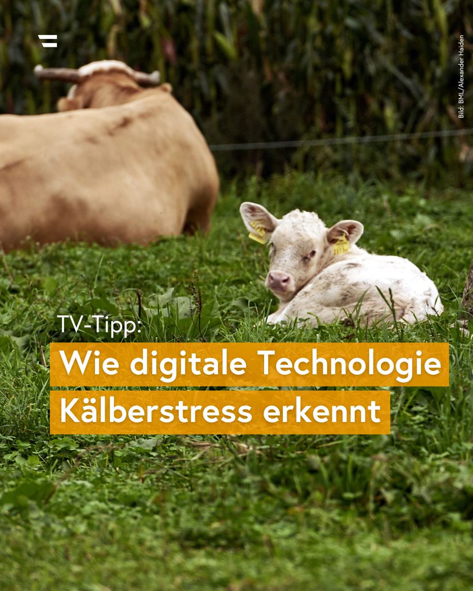 👀 TV-Tipp: <a href="/ORF/">ORF</a>-Beitrag zum Forschungsprojekt „Klimastress Kalb“ der <a href="/VetmeduniVienna/">Vetmeduni</a>, das vom BML unterstützt wird.

Erfahre, wie digitale Technologien eingesetzt werden, um #Hitzestress bei Kälbern zu erkennen und zu reduzieren: 👉 bit.ly/3FBYhyh

#Forschung