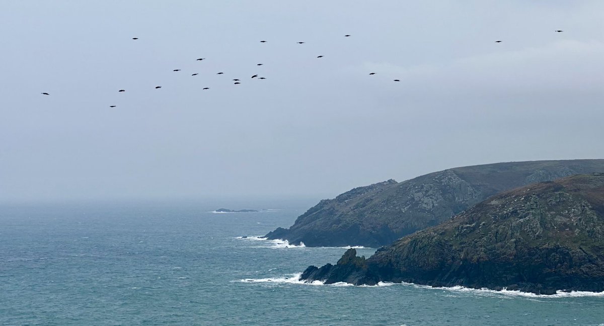 markdeeble1's tweet image. Interested to see this flock of choughs recently ( about 30 in total). I would have expected most to have paired up by now - perhaps these are last year’s youngsters. If so, a good sign.
