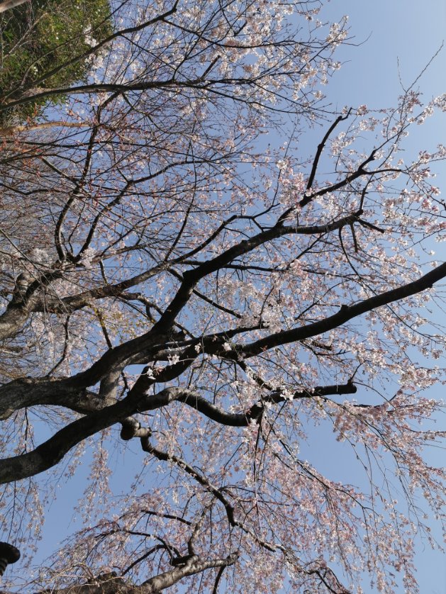 路地裏でカップヌードル食べようとしたら、ちっちゃい虫多すぎ、と思ったら春か♡