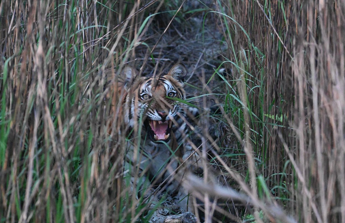 Rengaraju T, IFS (@raju2179) on Twitter photo Incredible Dudhwa!!! Yet to be exploredâŠ
<a href="/DudhwaTR/">Dudhwa Tiger Reserve</a> <a href="/UpforestUp/">Environment, Forest and Climate Change Department</a> <a href="/ntca_india/">National Tiger Conservation Authority</a> <a href="/moefcc/">MoEF&CC</a> Incredible Dudhwa!!! Yet to be exploredâŠ
<a href="/DudhwaTR/">Dudhwa Tiger Reserve</a> <a href="/UpforestUp/">Environment, Forest and Climate Change Department</a> <a href="/ntca_india/">National Tiger Conservation Authority</a> <a href="/moefcc/">MoEF&CC</a>
