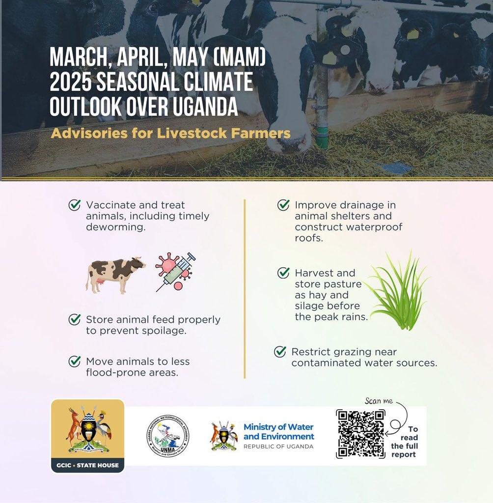 The Climate Outlook! Advisories for Livestock Farmers!
◀️Vaccinate &amp; treat animals including timely deworming
◀️Store animal feeds properly to prevent spoilage
◀️Move animals to less flood prone areas
◀️Restrict grazing near contaminated water sources
<a href="/MAAIF_Uganda/">MAAIF 🇺🇬</a> <a href="/NAGRC_DB/">NATIONAL ANIMAL GENETIC RESOURCES CENTRE &DATABANK</a>