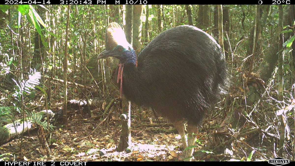 NQ Dry Tropics tweet media