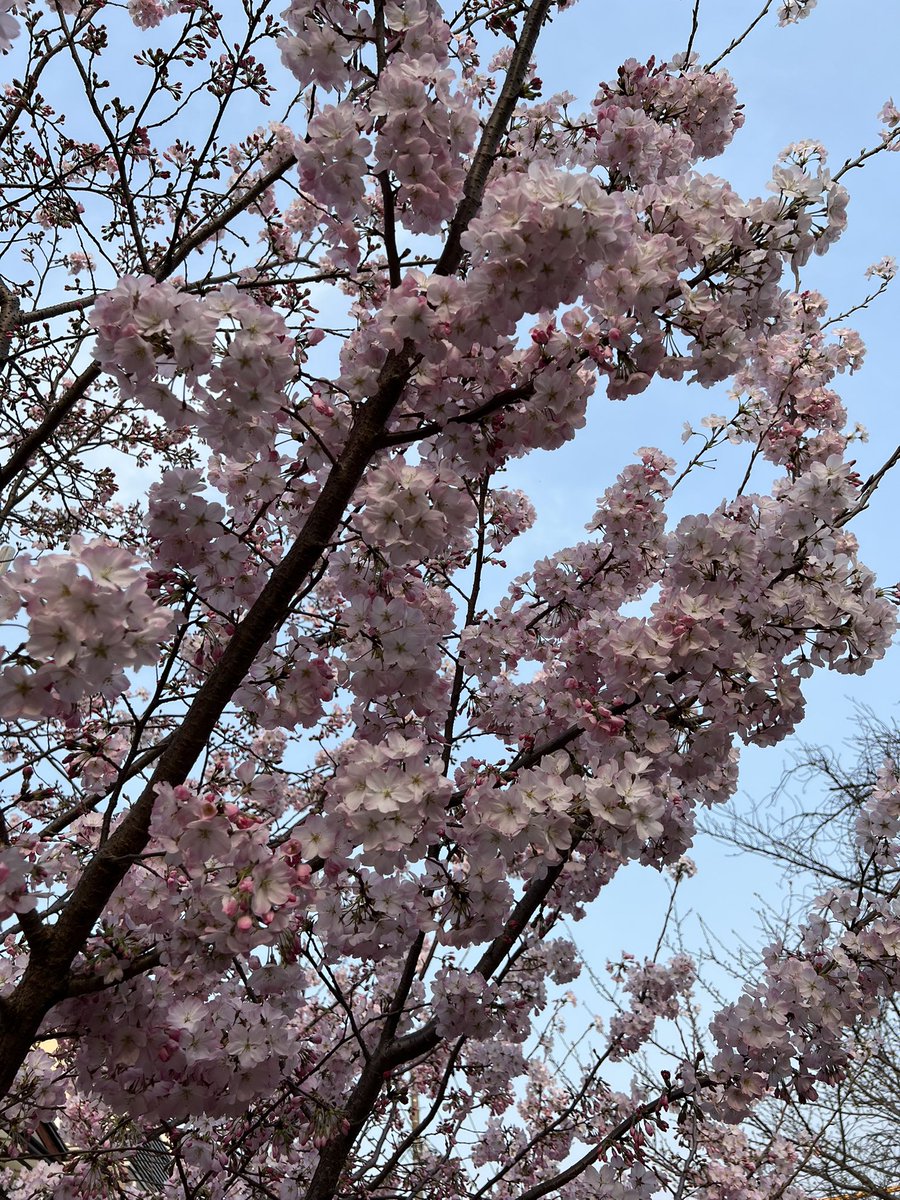 いよいよだなっす