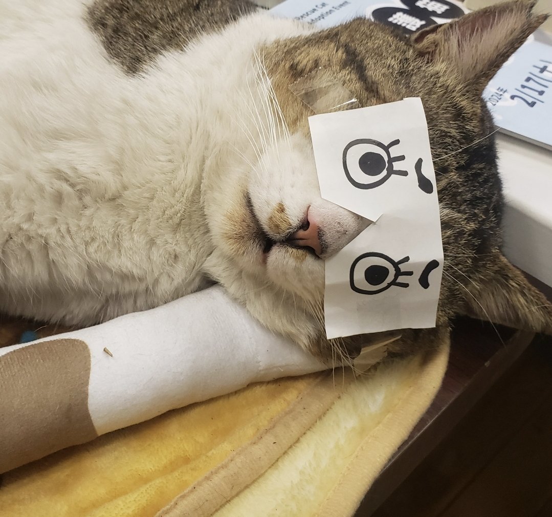1006_at's tweet photo. 猫、目くそついてても｢えっ？なに？かわっっ！どしてそんなにかわいいのなんでっ(語彙力)｣てなるの羨ましすぎだし神様のいたずらすぎる尊さだし喜んで下僕と化してしまう https://t.co/I0ilTeIUSx