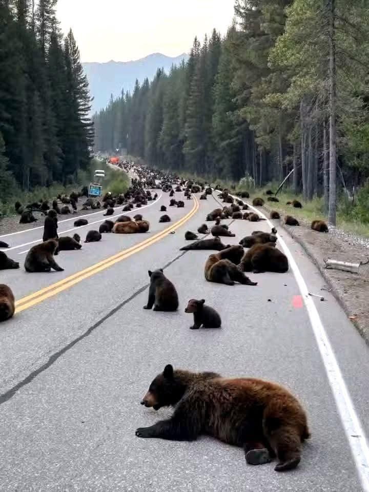 OzarksCurly's tweet photo. What’s going on in Yellowstone? Unusual activity from all the animals. What do they know that we don’t know? 

Bears Form Unprecedented Blockade at Yellowstone Entrance—Scientists Fear They Know Something We Don’t

Yellowstone National Park – Tourists hoping to take in the breathtaking landscapes and geothermal wonders of Yellowstone were met with an unexpected natural phenomenon Monday morning: an impenetrable wall of bears. Hundreds—possibly thousands—of grizzly and black bears have gathered at the park’s entrances, blocking all roads and refusing to budge, causing traffic delays, camper evacuations, and an existential crisis among park rangers.

“We’ve seen bears near the gates before, but never like this,” said Yellowstone wildlife biologist Dr. Henry Clawson, watching nervously from a safe distance. “It’s almost as if they’re organizing. And that’s… deeply unsettling.”

The bears, appearing well-fed and unusually calm, have reportedly been standing shoulder to shoulder, occasionally exchanging nods and guttural grunts. Some are even holding up crude wooden signs that, while unreadable, have fueled concerns that bears may now be literate.

Scientists are scrambling to understand the cause of the gathering, with theories ranging from early hibernation confusion to Yellowstone finally becoming the first national park to unionize under bear leadership. However, the most chilling hypothesis is that the bears sense an impending event—one that human scientists have failed to detect.

“What if they’re trying to keep us out for a reason?” whispered park ranger Doug McAllister, staring wide-eyed at the bear barricade. “What do they know that we don’t?”

Adding to the tension, reports are surfacing of elk, moose, and even wolves retreating from the park’s interior at an alarming rate. Conspiracy theorists have already begun speculating about everything from an imminent supervolcano eruption to a long-overdue bison uprising.

For now, Yellowstone remains inaccessible, with local authorities unsure of how to proceed. Some have suggested negotiating with the bears, but others fear such talks could lead to the realization that humanity is, in fact, not at the top of the food chain.

Until more is known, scientists are urging the public to remain calm, avoid feeding the bears, and “maybe just… not go to Yellowstone for a bit.”

#city #montana #Montanahomes #Montanamoments