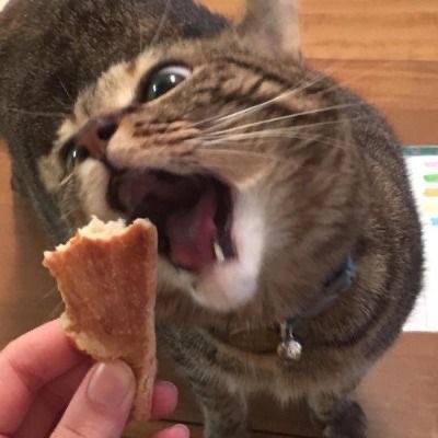 cutemycatmemory's tweet image. 