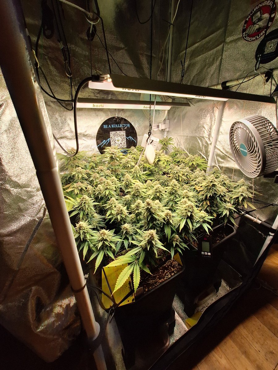 Grow.Guide420 tweet media