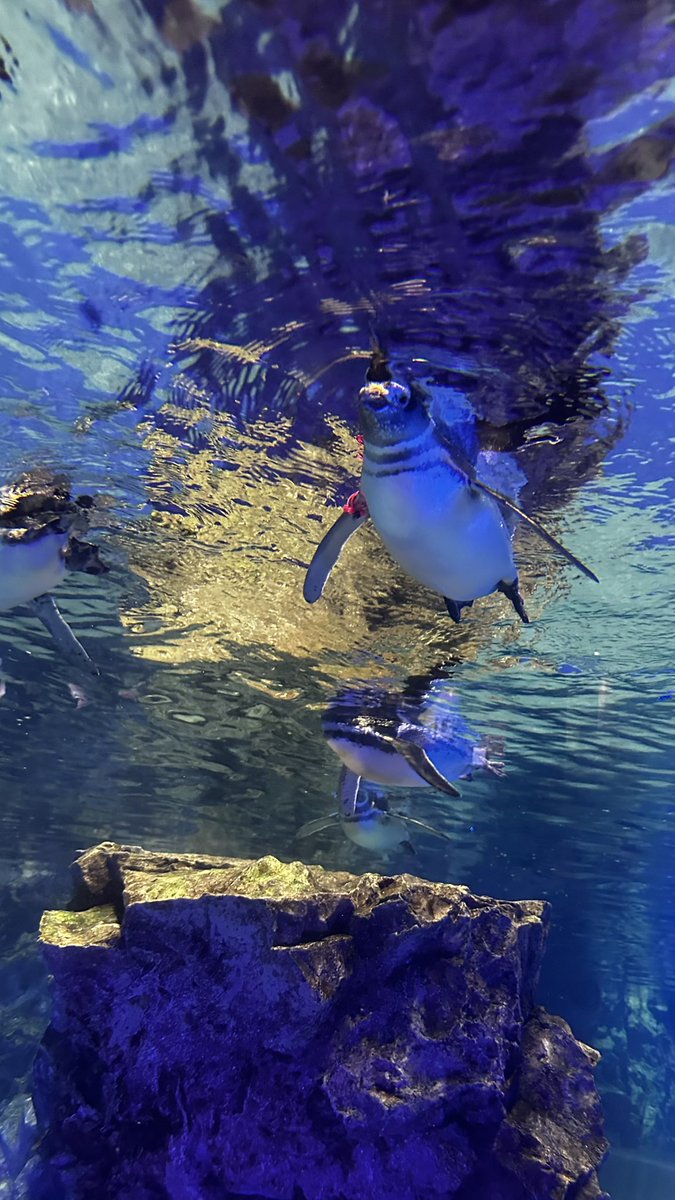 YNetLabo's tweet image. すみだ水族館
マゼランペンギン
