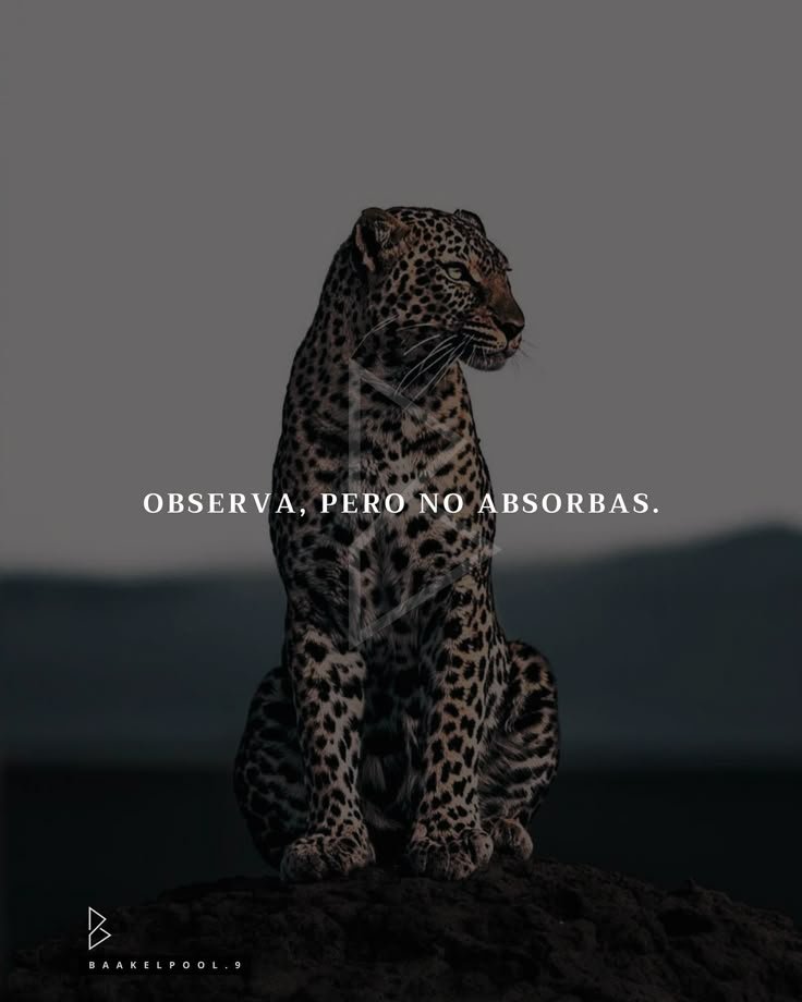 honordetigre's tweet image. 