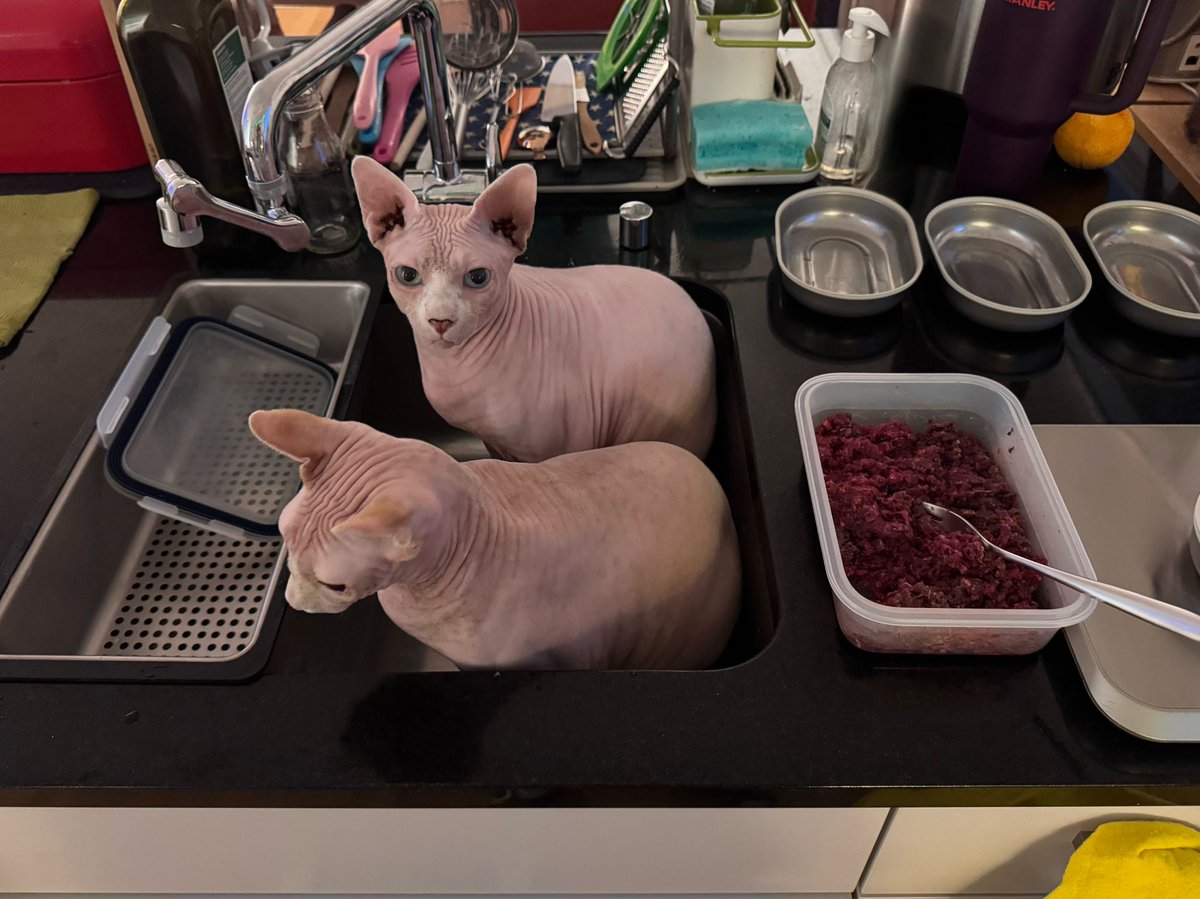 Jeden Abend, wenn ich Futter mache, setzen sich die zwei ins Spülbecken. Und zwar immer so. Selbst wenn der eine erst drin sitzt, der andere quetscht sich immer an "sein" Plätzchen.