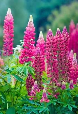 Naturepathway's tweet photo. "Pink elegance in full bloomโthese tall and vibrant lupines create a striking display of nature's artistry, framed by lush green foliage. ๐ธ๐ฟ #LupineLove #GardenSplendor #NatureInBloom" https://t.co/LakVyypFnA
