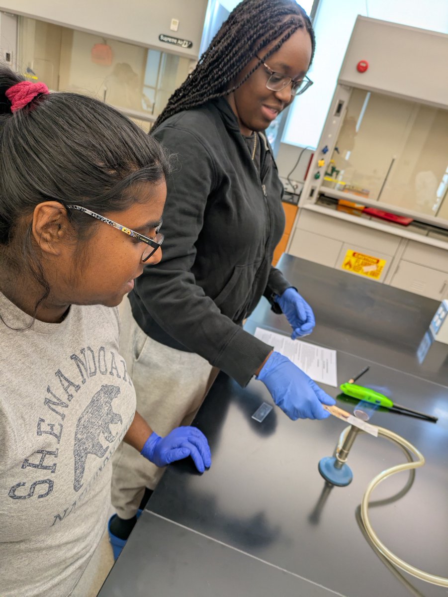 bryn_athyn's tweet photo. A peek into the classroom: yesterday morning students in a microbiology lab stained bacteria on slides and differentiated between gram + and gram - bacteria. https://t.co/5vmPLzPjyb