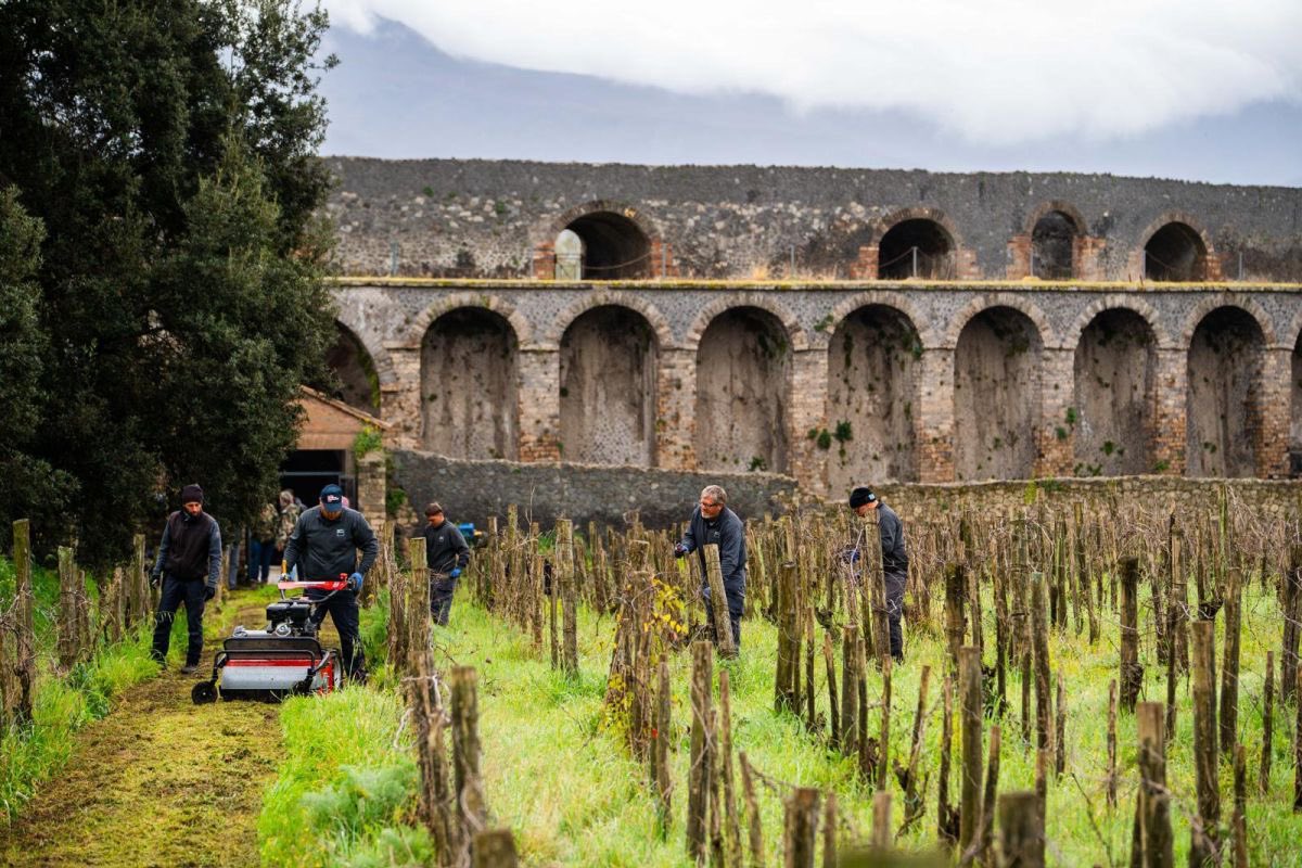 WineNewsIt's tweet photo. Una “#vignaarcheologica” dentro @pompeii_sites: al via il #partenariato tra il #Parco e #TenuteCapaldo. Nell’#anticacittà sepolta dall’#eruzione del #Vesuvio si tornerà a produrre #vino. “Un progetto ambizioso che fonde #storia, #tradizione e #modernità”, https://t.co/w0lYJDv8ST https://t.co/PxDiExu7Ax