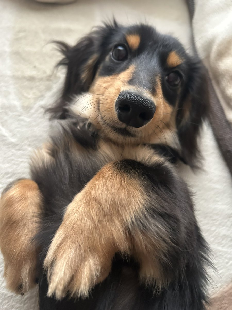 riririn0610's tweet photo. 自分が可愛いポーズと表情わかっているあざと犬 https://t.co/KYveQlITOv