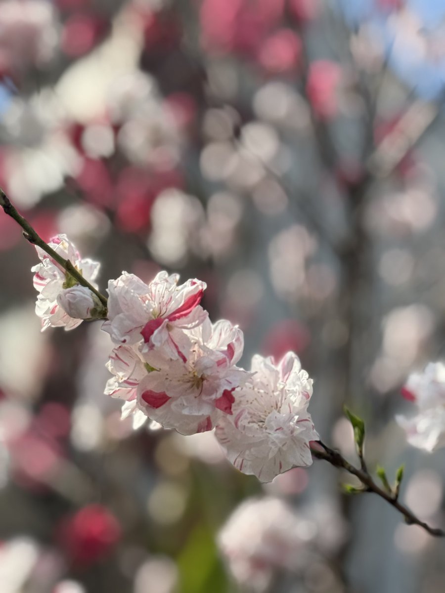 cam_iida's tweet photo. 春が来た。
spring has come
#対岸の家事 https://t.co/Loz6qewzSV
