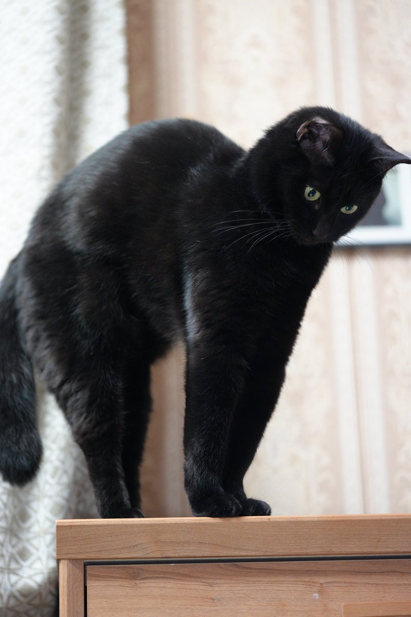会員様限定 お買い得商品 黒猫つくねちゃん太しっぽ on X 会員様限定 お買い得商品 黒猫つくねちゃん太しっぽ on X