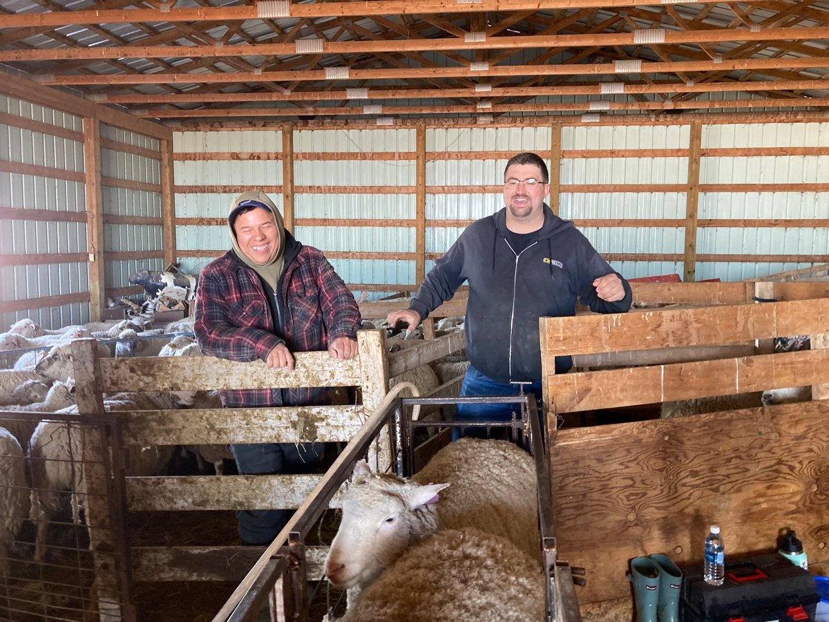 SundanceFarms's tweet photo. Annual shearing to reduce wool so the flock gets a fresh start in spring. Everyone healthy. #Wool #neighbours #Lorrie’sShearingCrew https://t.co/ubNmALwgsq