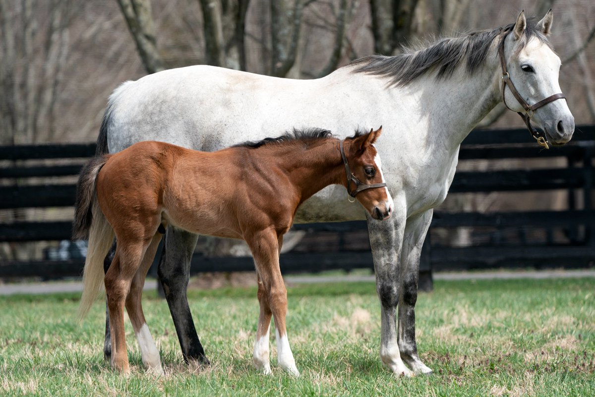 Darley in America tweet media
