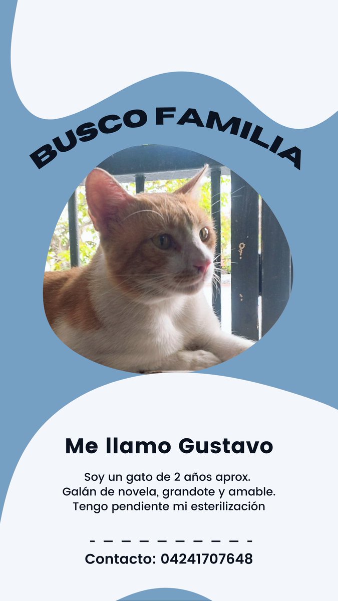Hola! Estas lindas gatitas y gatito buscan una familia que les de todo el cariño y cuidados que merecen 😺 

Si quieres a alguno (o todos) escribeme al DM o al número en las imágenes.

Si no puedes tenerlos, apoya en la difusión 💕