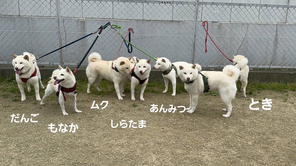 白柴夫婦とき&もなか と 息子達 tweet media