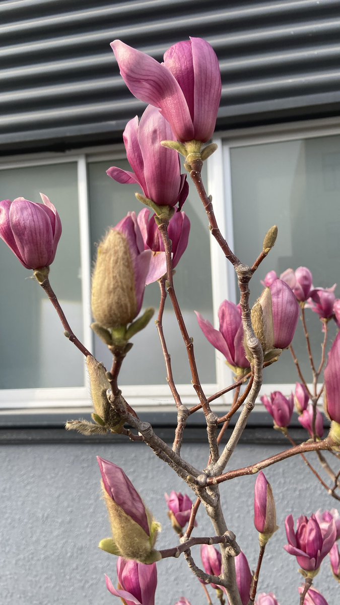 jinluperlayan's tweet image. These are the purple magnolias in our company. Do you like them?
Whatsapp: +86 15231539236
Wechat: 15231539236
Email: jinluts@gmail.com
#sandmakingmachine #limestone #machinemadesand #constructionsand #sandmakingmachinemanufacturer #sandmakingproductionlinefactory