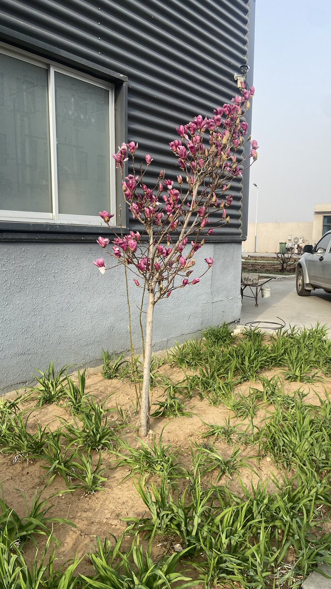 jinluperlayan's tweet image. These are the purple magnolias in our company. Do you like them?
Whatsapp: +86 15231539236
Wechat: 15231539236
Email: jinluts@gmail.com
#sandmakingmachine #limestone #machinemadesand #constructionsand #sandmakingmachinemanufacturer #sandmakingproductionlinefactory