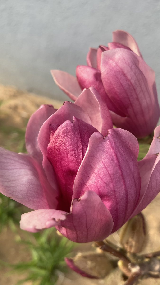 jinluperlayan's tweet image. These are the purple magnolias in our company. Do you like them?
Whatsapp: +86 15231539236
Wechat: 15231539236
Email: jinluts@gmail.com
#sandmakingmachine #limestone #machinemadesand #constructionsand #sandmakingmachinemanufacturer #sandmakingproductionlinefactory
