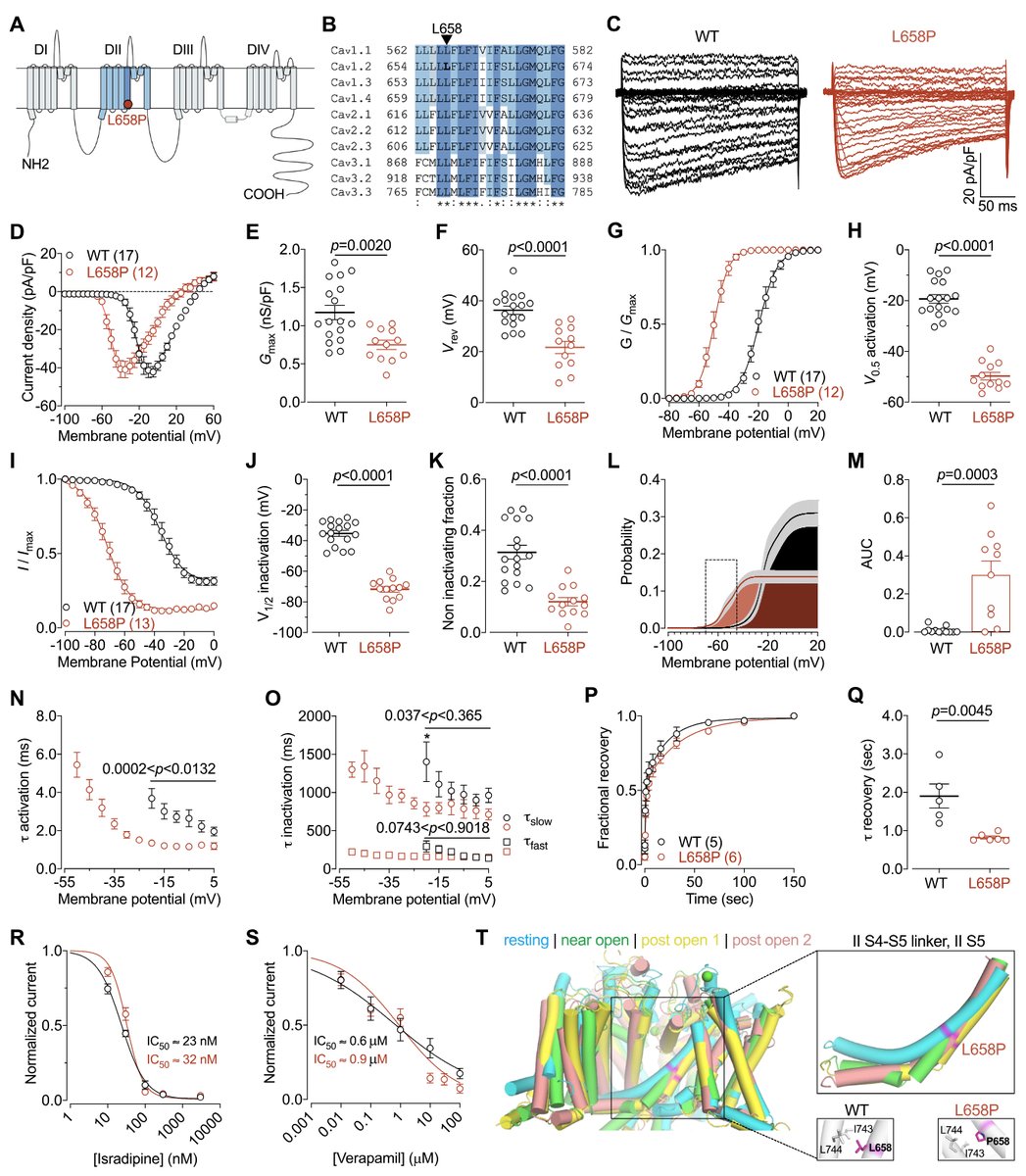 New paper from the lab - Functional characterization of a novel de novo #CACNA1C pathogenic variant in a patient with neurodevelopmental disorder #calcium #ionchannels #channelopathies <a href="/CharlesUniPRG/">Charles University</a> ➡️ rb.gy/9teu05