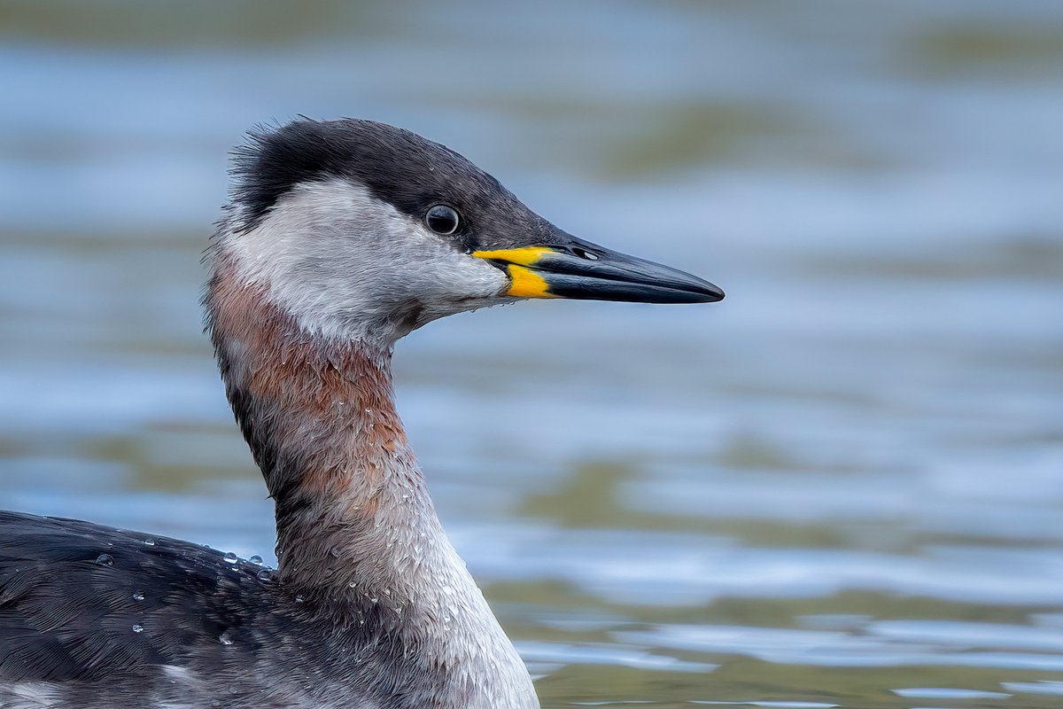 Red-necked Grebe.....somewhere in deepest Lancashire