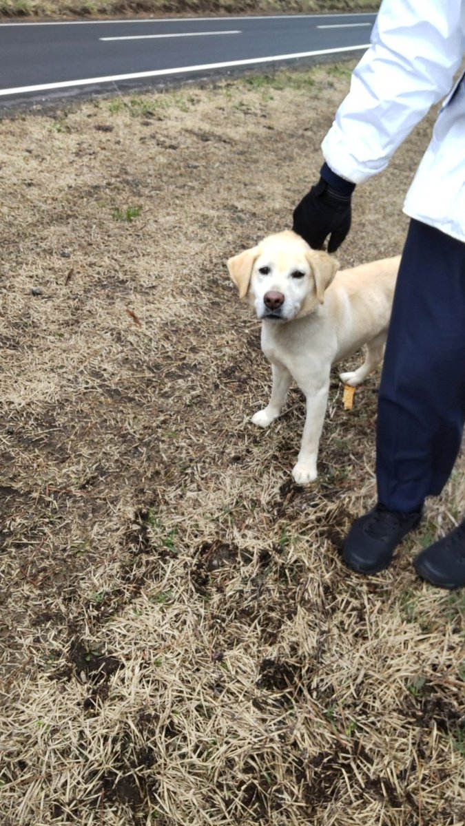 LQ2JcxW2NzbZ1Gg's tweet photo. 3月26日、能代火力発電所付近でラブラドールの様な雄犬を保護しました。車道をうろついており放っておけず、自宅へも連れて帰れない為に捕獲し警察へ連絡しました。茶色でハート模様の首輪をし、毛並みも歯も爪も綺麗で大事に飼われている子に見えました。
#迷子犬 #能代 #迷い犬 #拡散希望 https://t.co/HWAqGrfWAE
