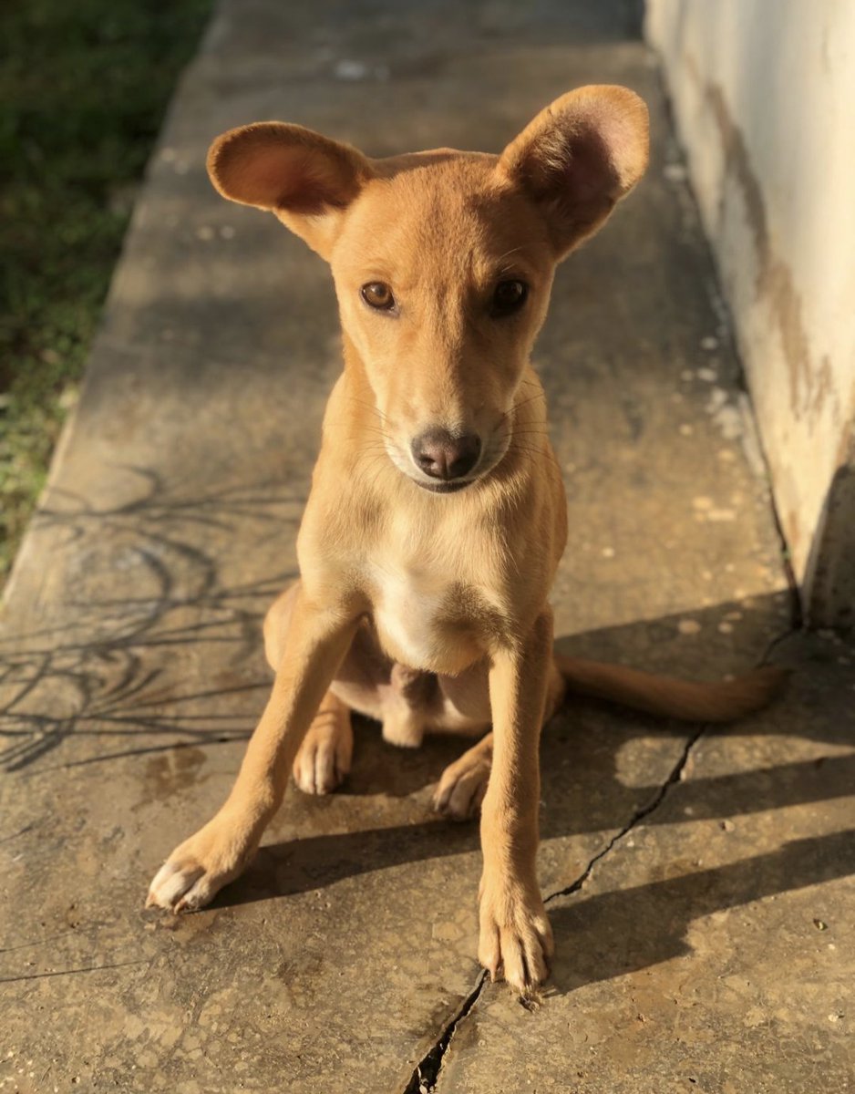BernardKavuli's tweet image. IF elections were held TODAY, who WOULD you vote for PRESIDENT? 
RETWEET for DOG, like for RUTO.