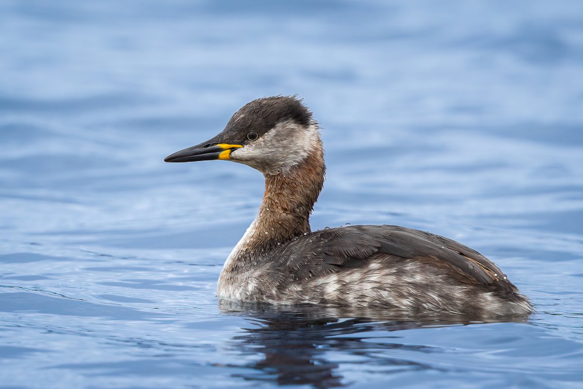 Red-necked Grebe.....and one more !