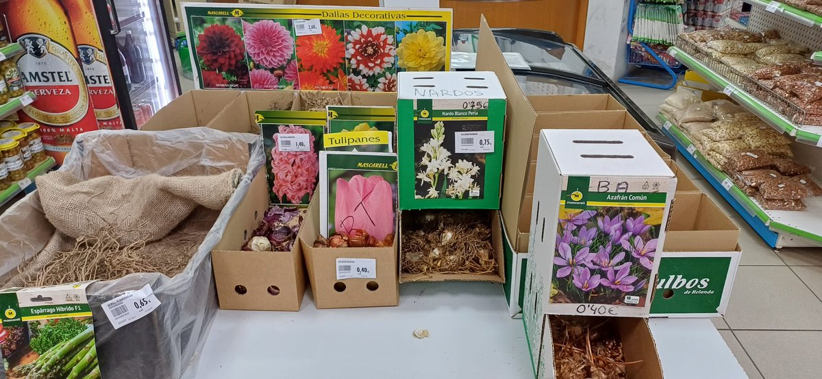 agricola_v's tweet photo. En la cooperativa disponemos de bulbos de siembra de distintas flores para adornar tu jardín en primavera-verano.
No dudes en venir a la Cooperativa de Cocentaina.
#flores #primavera #verano #bulbos https://t.co/OoO5dMAVDi