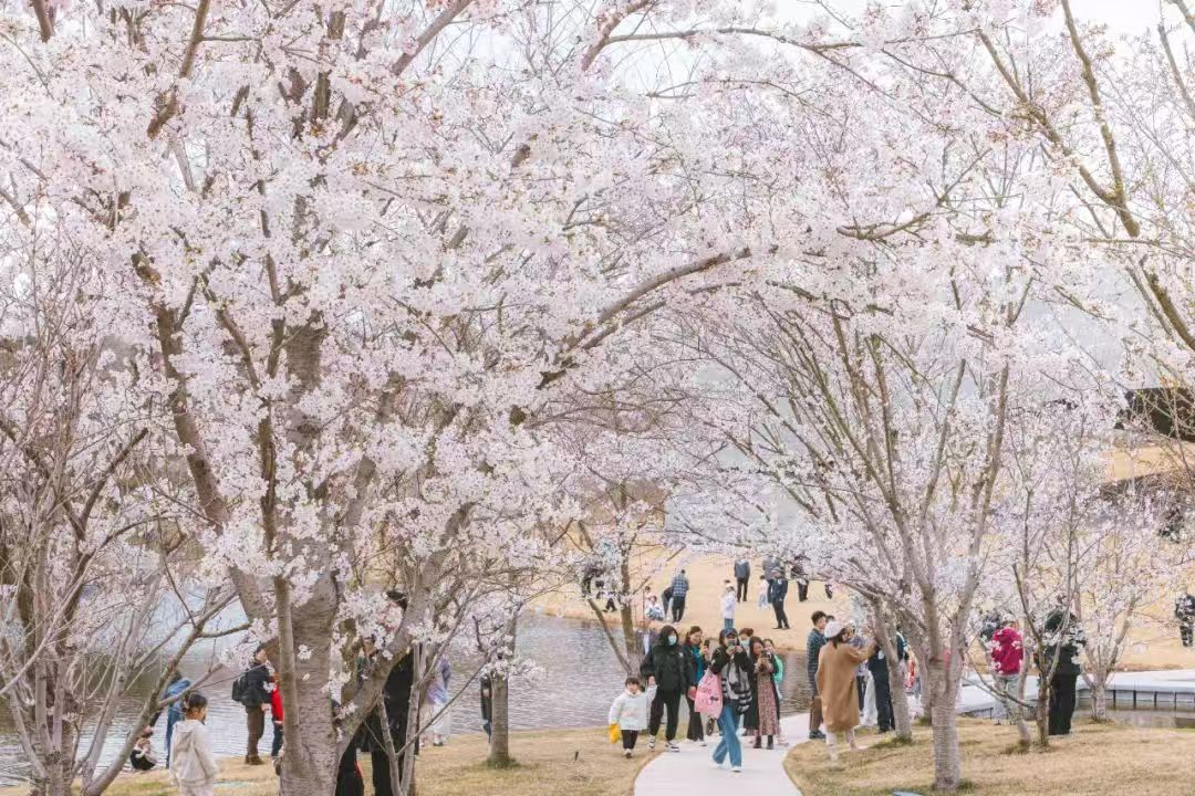 iRizhao's tweet photo. 📅Mark your calendars! 🌸Join us at the 5th Bailu Bay Cherry Blossom Festival from March 29 to April 6 in #Rizhao, #Shandong!
🍕🎼Immerse yourself in #nature, art, and delicious cuisine amid a grand sea of cherry blossoms. #SpringInRizhao #TravelInRizhao #spring #flower https://t.co/iItTaHQxmt
