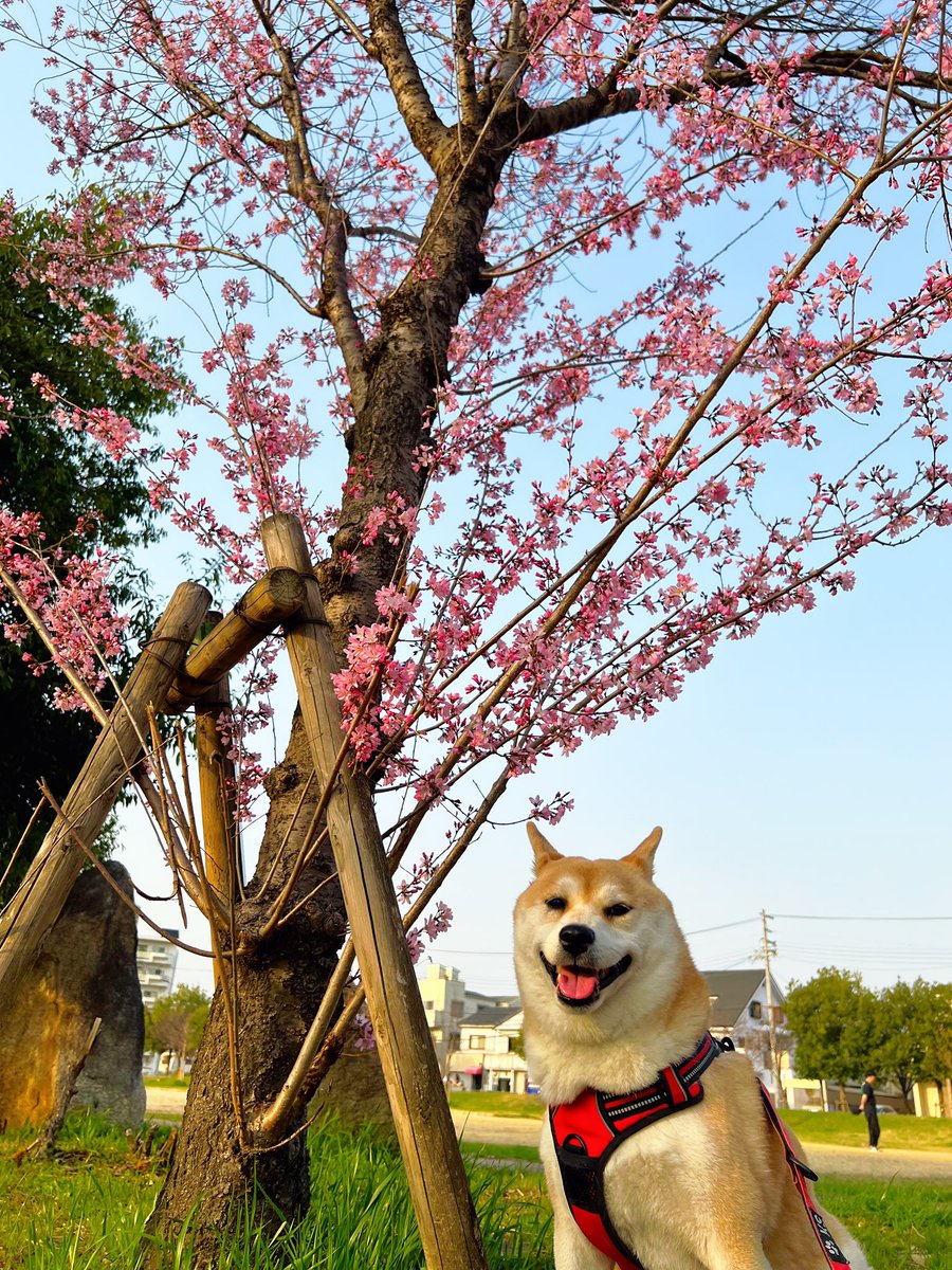 shibadog_48's tweet photo. 春の訪れ🌷🌸

#柴犬  #柴犬のいる暮らし  #柴犬のいる生活  #柴犬のいる幸せ  #柴犬大好き  #柴犬を崇めよ https://t.co/AWsVLoIQ5E