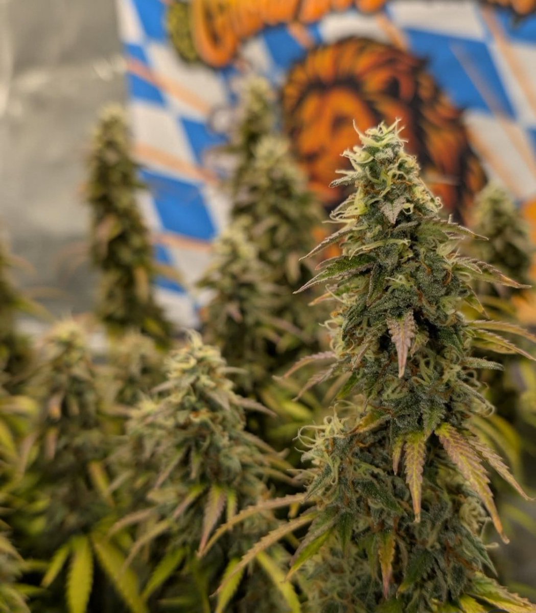 Kannabia Seeds (@kannabiaseeds) on Twitter photo DOSIDOS AUTO by #Kannabia 🌱 <a href="/IntKannabia/">Kannabia Seeds Int</a> <a href="/Kannabia_US/">Kannabia Seeds US</a> <a href="/Kannabia_Samen/">Kannabia_Samen</a>
📷 Credits: (IG) @growinbavaria Thanks! 👌🙏🧡💚🎉
ℹ️ #DosidosAuto #seeds ➡️ kannabia.com/es/semillas-ma…
Auto 🌻
Girl Scout Cookies x OG Kush x Ruderalis.
Indica dominant hybrid
#cannabisculture DOSIDOS AUTO by #Kannabia 🌱 <a href="/IntKannabia/">Kannabia Seeds Int</a> <a href="/Kannabia_US/">Kannabia Seeds US</a> <a href="/Kannabia_Samen/">Kannabia_Samen</a>
📷 Credits: (IG) @growinbavaria Thanks! 👌🙏🧡💚🎉
ℹ️ #DosidosAuto #seeds ➡️ kannabia.com/es/semillas-ma…
Auto 🌻
Girl Scout Cookies x OG Kush x Ruderalis.
Indica dominant hybrid
#cannabisculture
