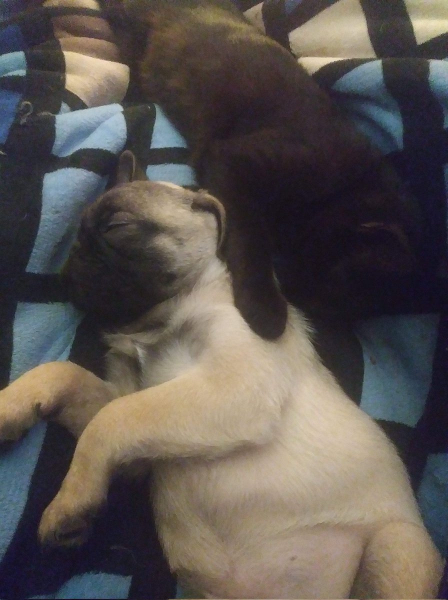 Grimm Reaper (@gamingreaper932) on Twitter photo 