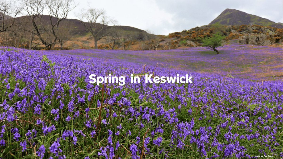 Spring is here and it is a wonderful time of the year to visit Keswick 
To find out more read our blog on our guide to Spring below
keswick.org/whats-on/visit… 
Please remember it is lambing season, dogs need to be kept on leads around livestock.