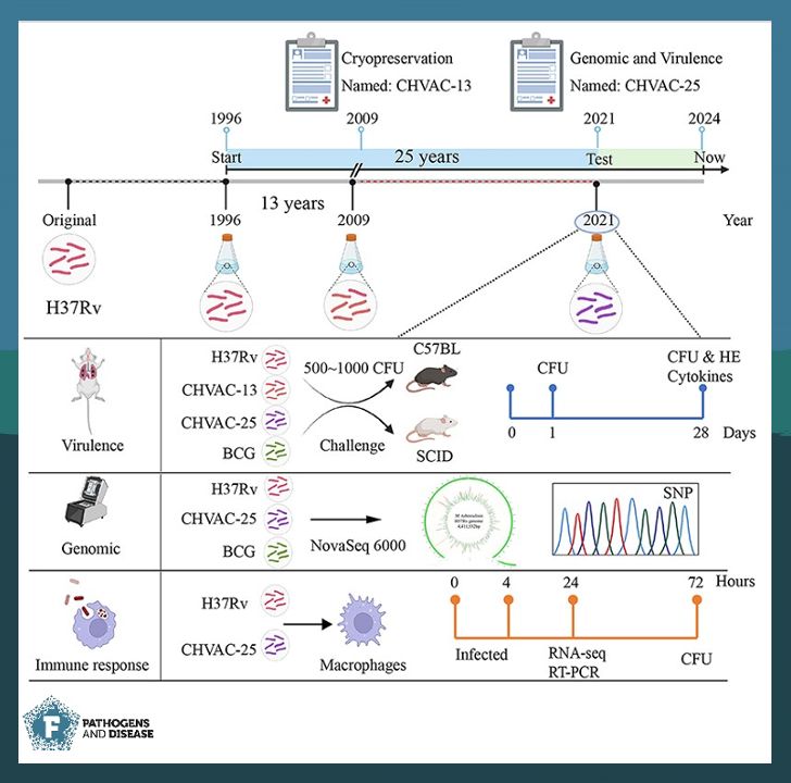 The <a href="/WHO/">World Health Organization (WHO)</a> End TB Strategy, aims to end the TB epidemic—but challenges remains. A 2024 study (Zhu et al.) explores #Tuberculosis #vaccine development &amp; the #virulence of a #Mycobacterium strain cultured for 25 years. Read more: buff.ly/FRF6lsF #PathogDis #Omics #Infection