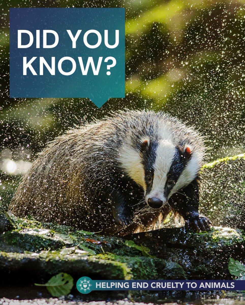 Badger crime is illegal and cruel, yet these protected animals still face horrific persecution  💔 
 
Common crimes include:
Badger baiting: Setting dogs on badgers in a brutal blood sport linked to organised crime.
Sett interference: Blocking, destroying, or interfering with