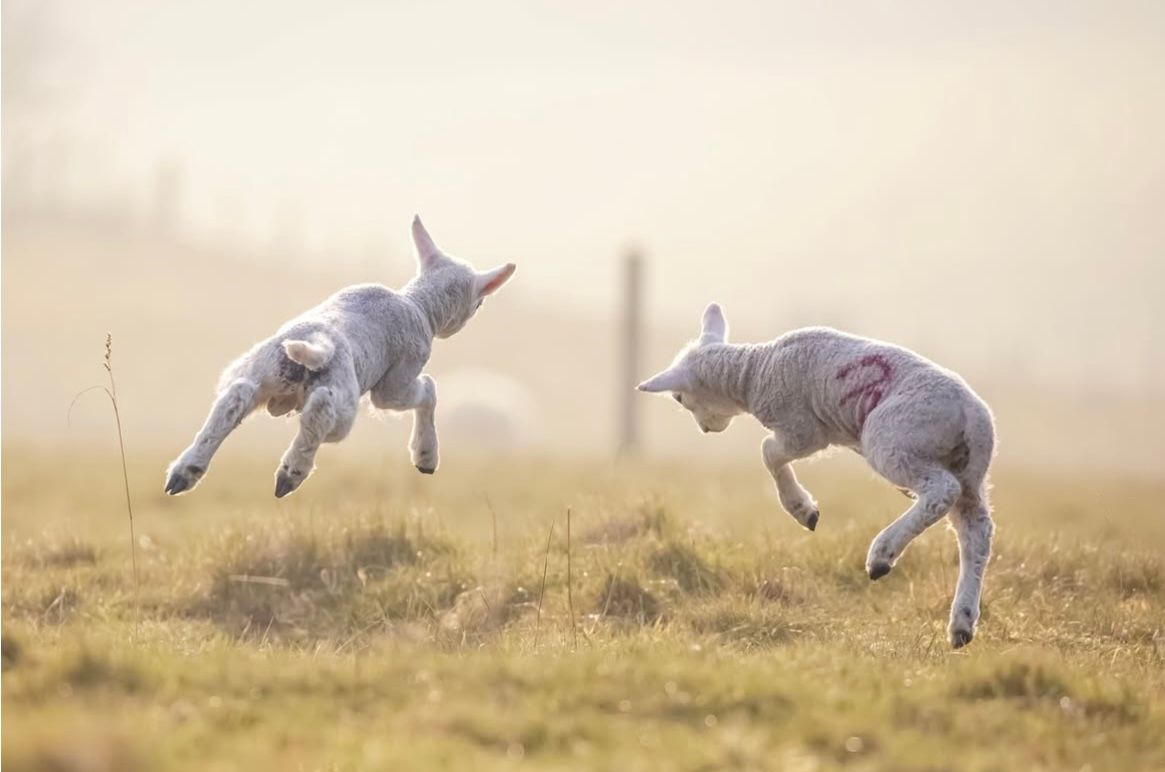 Campaign for Wool (@campaignforwool) on Twitter photo Spring has sprung in the <a href="/NorthYorkMoors/">North York Moors NP</a> ๐๐๐ผโ๏ธ
This is a precious time of year with new life popping up all around the UK.
With ewes in lamb & lamb playtime in the fields, please respect the livestock & keep your dogs on a lead.
๐ธ IG lisa_forbes7 โ photographer Spring has sprung in the <a href="/NorthYorkMoors/">North York Moors NP</a> ๐๐๐ผโ๏ธ
This is a precious time of year with new life popping up all around the UK.
With ewes in lamb & lamb playtime in the fields, please respect the livestock & keep your dogs on a lead.
๐ธ IG lisa_forbes7 โ photographer