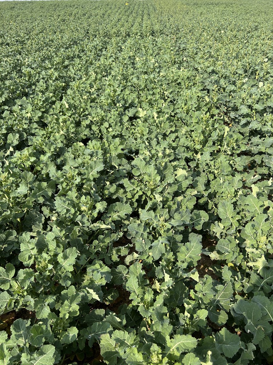Stephane Vivien Mas seeds (@stephvivienmas) on Twitter photo Nymphéa <a href="/MASseedsfrance/">MAS Seeds France</a> très joli Nymphéa hier dans la Somme chez <a href="/terresinovia/">Terres Inovia</a> très belle essai 1.1et 1.2 bon comportement sur les témoins tardifs Nymphéa <a href="/MASseedsfrance/">MAS Seeds France</a> très joli Nymphéa hier dans la Somme chez <a href="/terresinovia/">Terres Inovia</a> très belle essai 1.1et 1.2 bon comportement sur les témoins tardifs